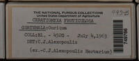 Ceratiomyxa fruticulosa var. fruticulosa image